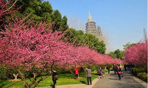 常州红梅公园好玩吗,常州红梅公园梅花节历