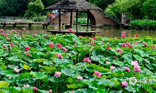 福州金山公园荷花秋开,福州金山公园荷花