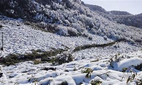 重庆到金佛山多远,重庆到金佛山路线怎么走的呀多少钱