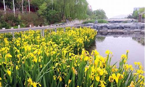 泰安公园水生植物_泰安市的公园