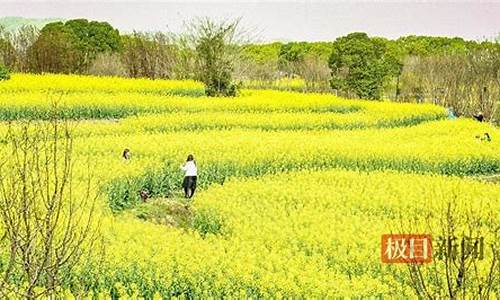 武汉森林公园油菜花在哪_武汉市内赏油菜花的地方