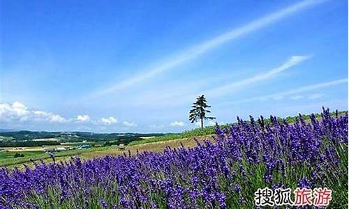 日本旅游路线薰衣草_薰衣草日本北海道