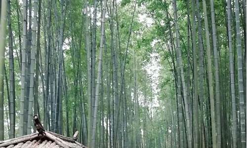 蜀南竹海旅游攻略自驾线路咋走最方便_蜀南竹海旅游攻略自驾1天