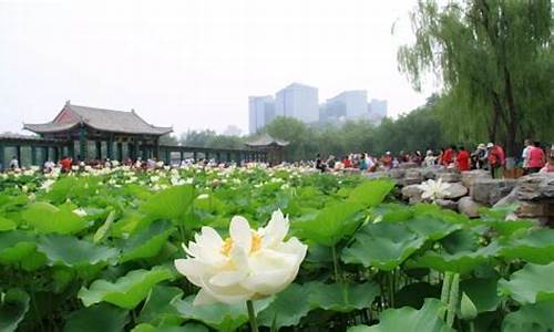 北京莲花池公园游览线路_北京莲花池公园营业时间