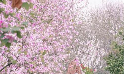 海珠湿地 樱花,广州海珠湿地公园樱花节