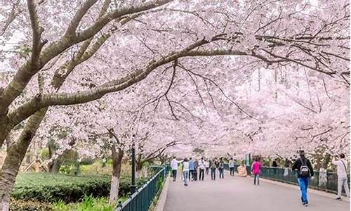 青岛中山公园的樱花几月份开花_青岛中山公园樱花节是几月几日