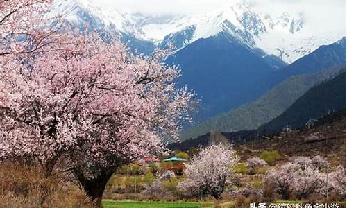 林芝海拔约多少_林芝景点海拔多少