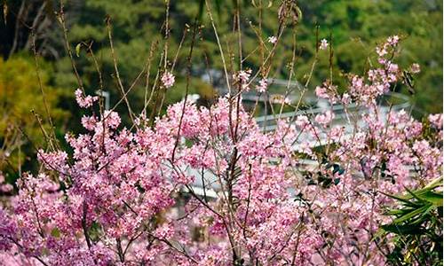 狐尾山公园樱花谷在哪里-狐尾山公园樱花谷在哪个位置